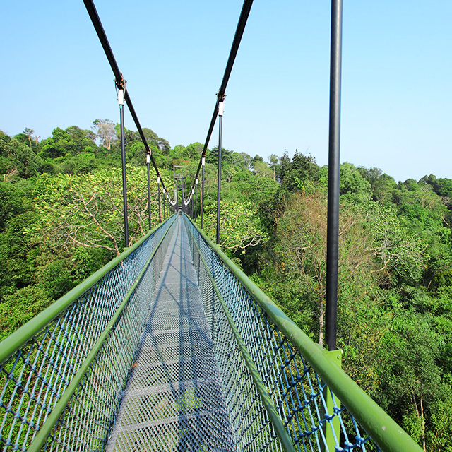 Macritchie Reservoir Nature Trail And Treetop Walk Visit Singapore Official Site 