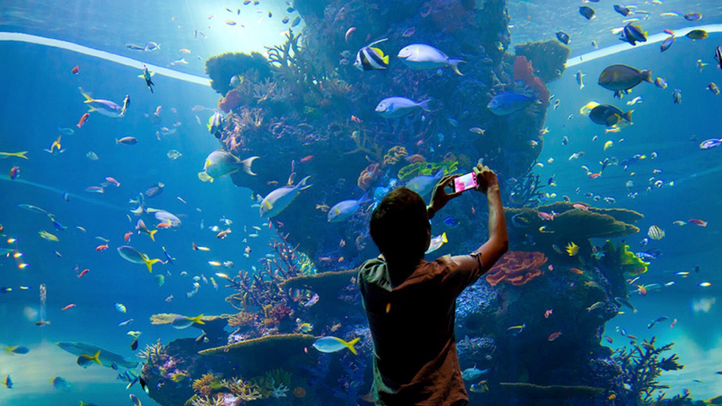 Bewundern Sie mehr als 1.000 Unterwasserarten im S.E.A Aquarium ... - Item 1.thumbnail.carousel Img.1480.833